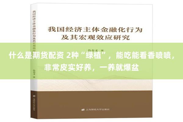 什么是期货配资 2种“绿植”，能吃能看香喷喷，非常皮实好养，一养就爆盆